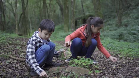 ethnic siblings collecting leaves on terrain in woods