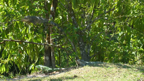 grupo de iguanas en ramas y hierba descansando en la guayana francesa.