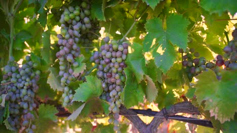 vista cercana de uvas colgantes que cambian de color