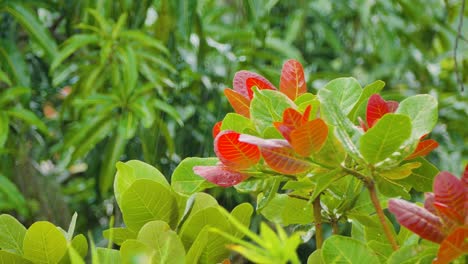 raindrops falling on the leaves, tropical rainforest