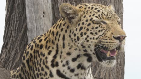 jadeando leopardo buscando presas, primer plano