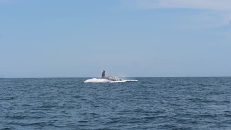 humpback whale  breach