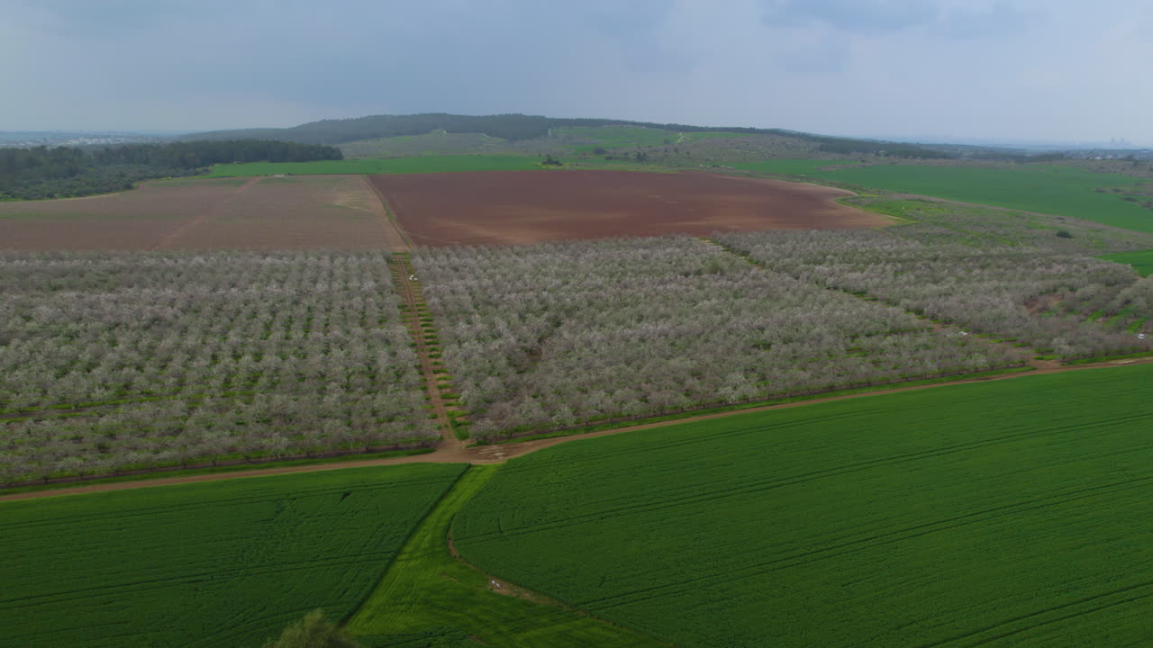 красивые зеленые поля с цветущими миндальными деревьями в облачный весенний день