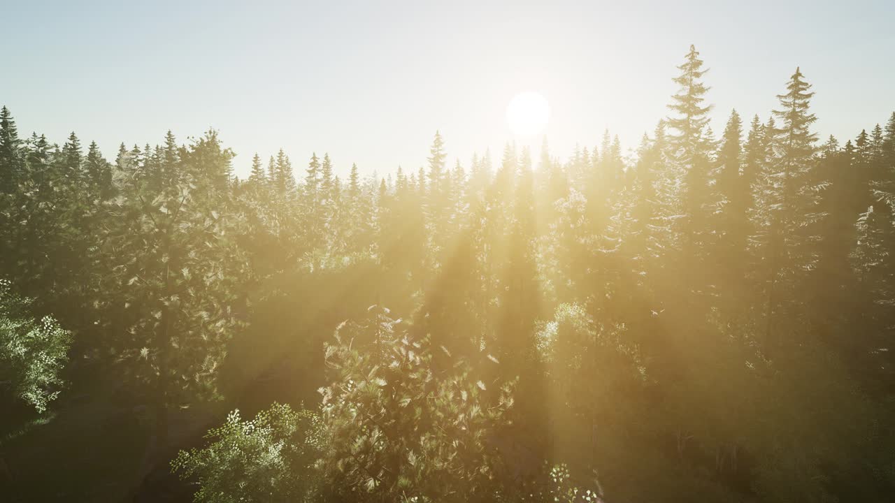 árboles verdes saludables en un bosque