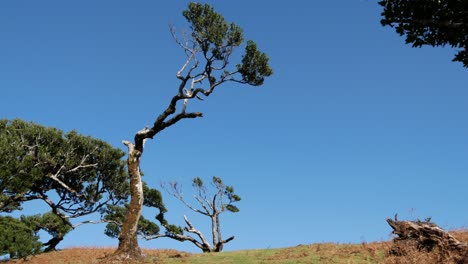 trees on the plateau of madeira island, portugal