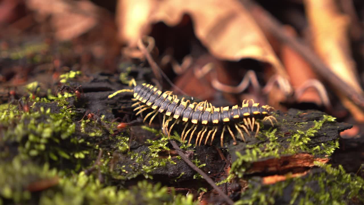 A yellow-black millipede crawls a decaying log as red and black ants swarm nearby in Peru’s Amazon.