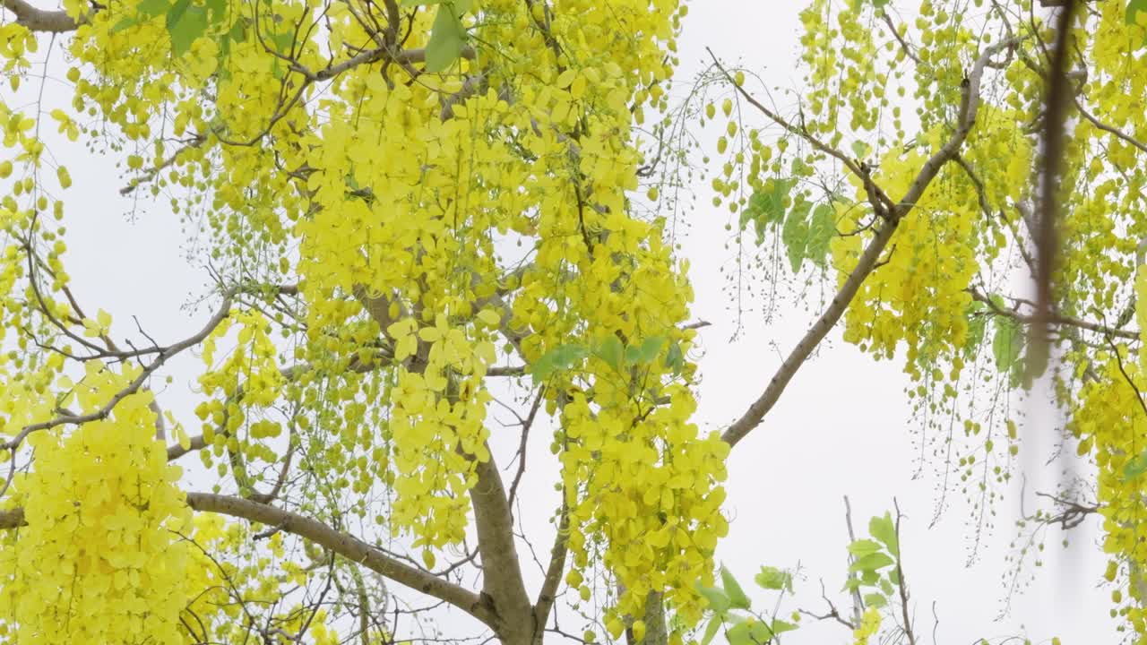 Blooming yellow flowers nature scene spring season natural beauty scenic view floral concept for seo