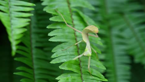 Praying-Mantis,-Rhombodera-megaera,-Thailand