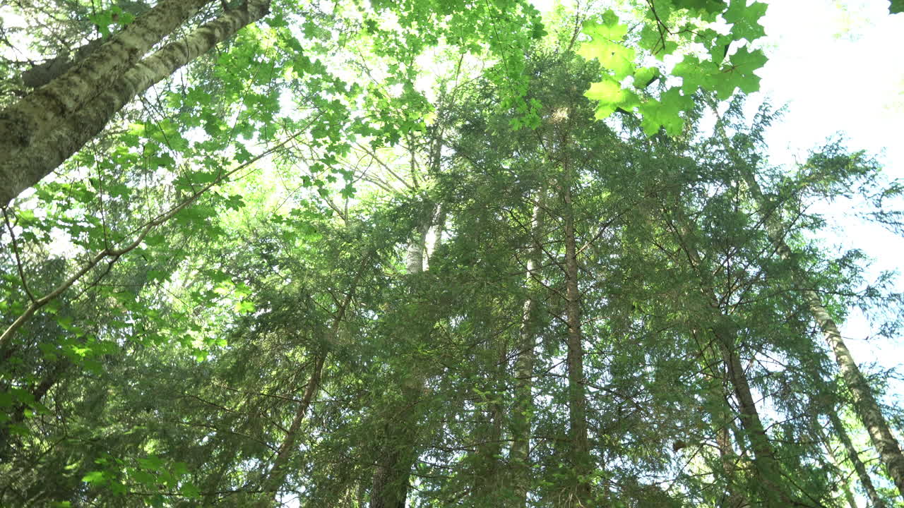 Looking Up into a Lush Green Forest