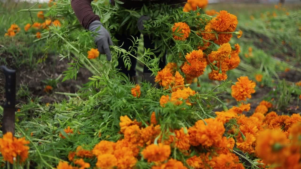 Footage of a farmer selecting the best marigold flowers and preparing bouquets for the market