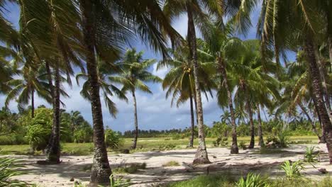 beautiful landscape of fanning island,tabuaeran,republic of kiribati