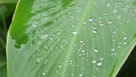 raindrops on a large leaf outside