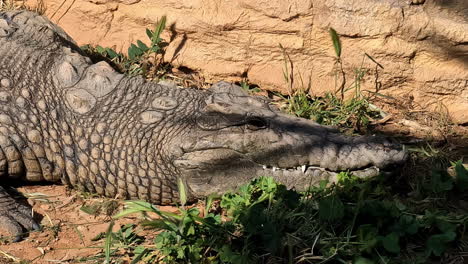 nile crocodile resting in the sunlight at a zoo's reptile exhibit