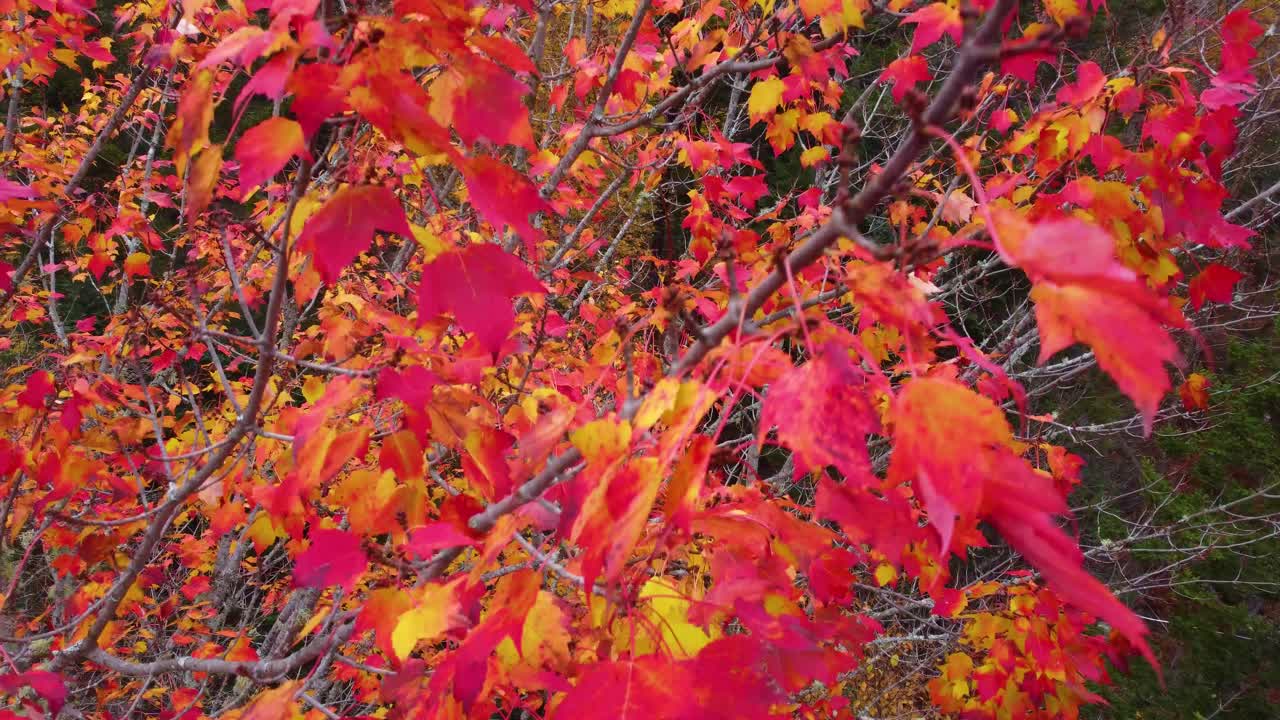 Wonderful red and orange leafs foliage in autumn at Mont Tremblant, Québec, Canada.