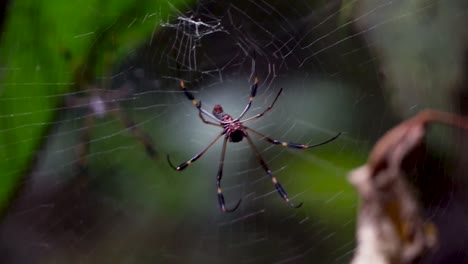 Bananenspinne,-Trichonephila-Clavipes,-Goldene-Seidenkugelweberin,-Goldene-Seidenspinne