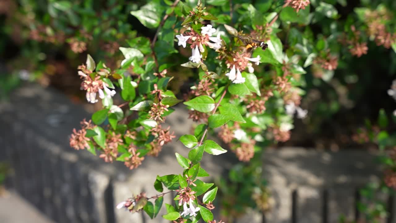 느린 동작 콜리버드 독수리 나방 술