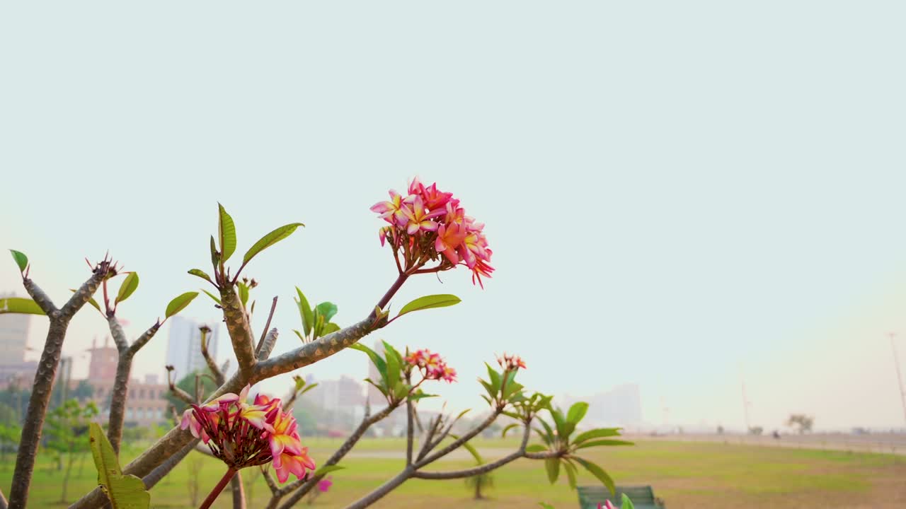 Vibrant Plumeria Flowers Blooming in an Urban Park