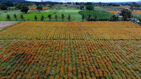 gundlupet flower farming, the flower pot of india located in karnataka, flower cultivation in gundlupet, onam vibes