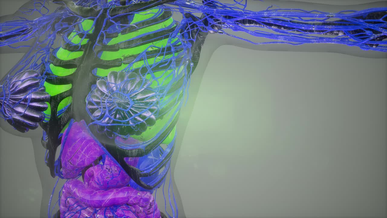 ilustración del modelo del cuerpo humano