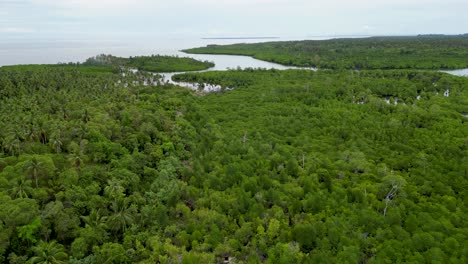 Muñeca-Aérea-Sobre-El-Bosque-De-Manglar-De-La-Isla-De-Balabac-Palawan-Junto-Al-Océano