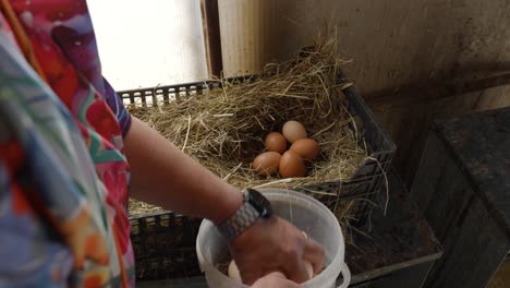 slow motion orbiting shot of a farmer collecting freshly laid eggs by chickens