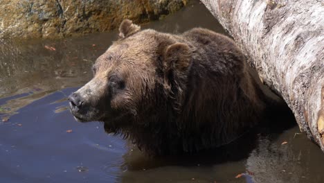 Ein-Grizzlybär-Schwimmt-In-Einem-Teich---Nahaufnahme