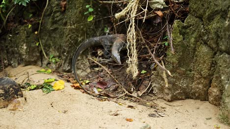 monitor lizard climbing a tree in krabi, thailand