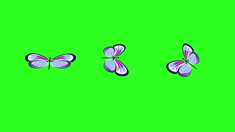 animated colorful beauty butterfly on green screen chroma key