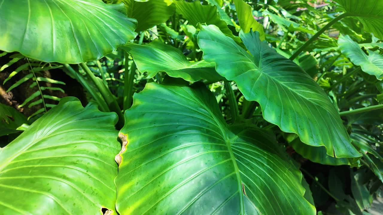 Closeup of large tropical leaves