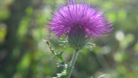 Statische-Makroaufnahme-Einer-Biene,-Die-Auf-Einer-Wilden-Distelblume-Landet