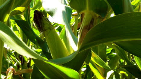 campo agrícola verde de maíz