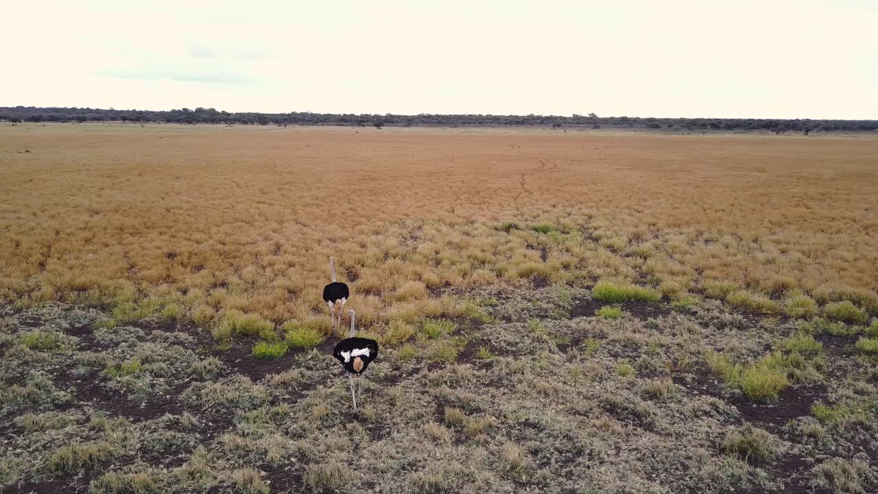 avestruces vagando por las praderas doradas durante la sequía en botswana, aérea