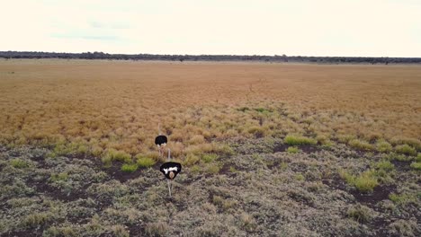 ostriches wandering through golden grasslands during drought in botswana, aerial