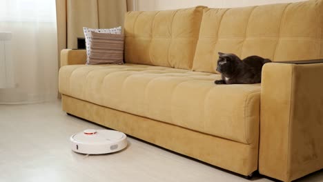 gato gris observa el trabajo de la aspiradora robot acostado en el sofá