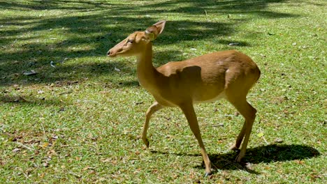 ciervo en un parque