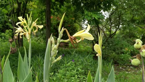 Close-Up-Garden-Flowers-with-Yellow-Petals-and-Stem-in-Thailand