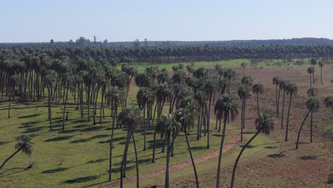 aerial view of palm tree grove in grassland