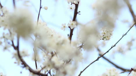 spring flowers on tree on sky background. white flowers on cherry branches