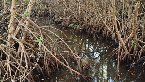 tilt shot along mangrove roots in swamp, everglades, florida, usa