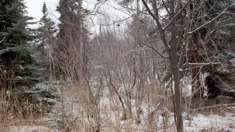 Northwoods-Winterlandschaft-Mit-Fallendem-Schnee