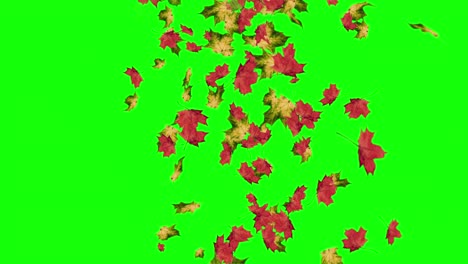animation of falling leaves loop autumn