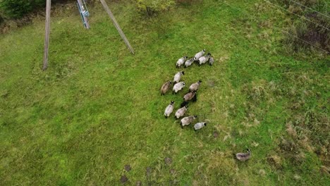 aerial drone view of sheep herd feeding on grass in green field