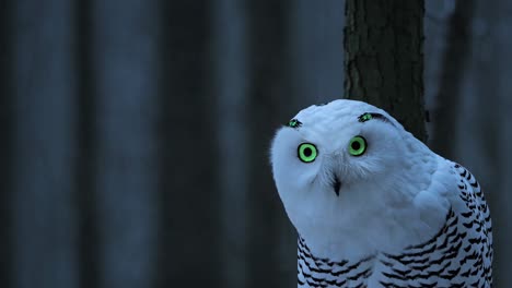 snowy owl in a winter forest