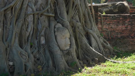 buddha head emerging from tree roots at ancient thai ruins
