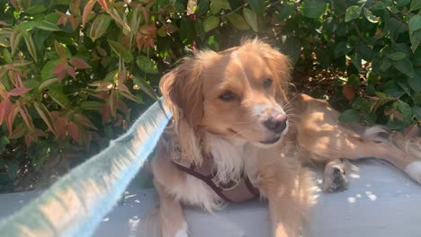 dog relaxing in outdoor shade