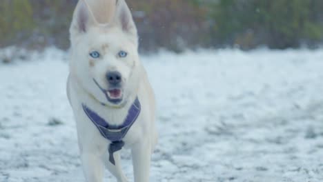 a dog walking the snow of husky - siberia