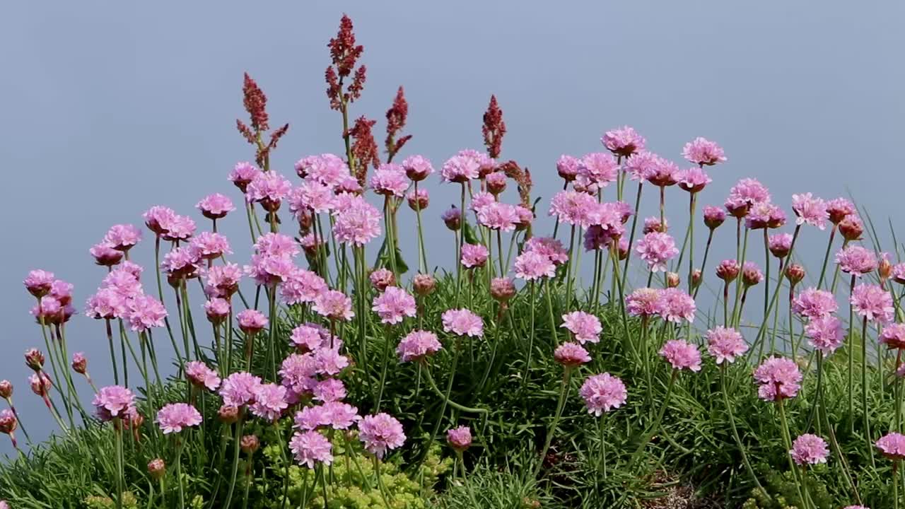 아메리아 마리티마 (armeria maritima) 는 바다 절벽에서 꽃을 피운다.
