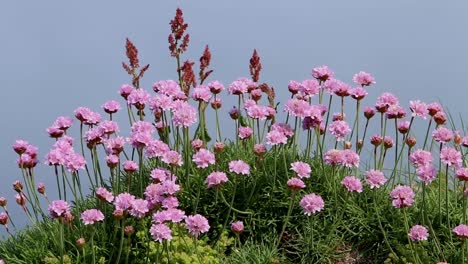 thrift, armeria maritima,, flowering on sea cliff