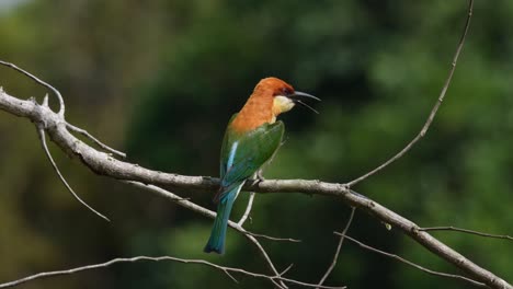 Kastanienköpfiger-Bienenfresser-Merops-Leschenaulti,-Khao-Yai-Nationalpark,-Thailand