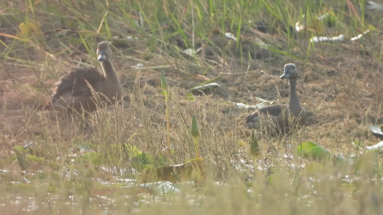 Anatra fischiatrice - Stagno - rilassante
